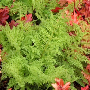 Athyrium filix-femina 'Cristatum Encourage' 