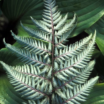 Athyrium niponicum var. pictum 'Silver Falls'