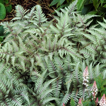 Athyrium 'Wildwood Twist' 