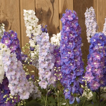 Delphinium elatum Magic Fountain Mix