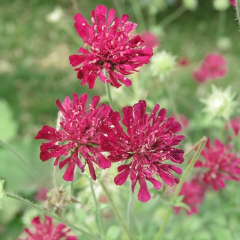 Knautia macedonica 'Mars Midget'