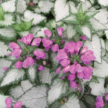 Lamium maculatum 'Purple Dragon' 