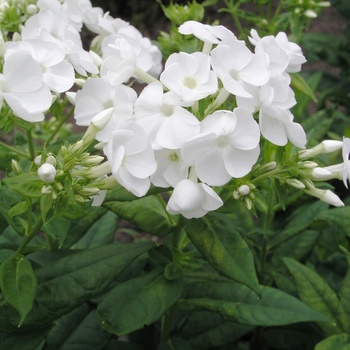 Phlox paniculata 'Shorty White' 