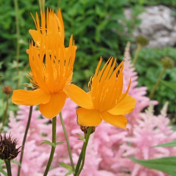 Trollius x cultorum 'Orange Princess'