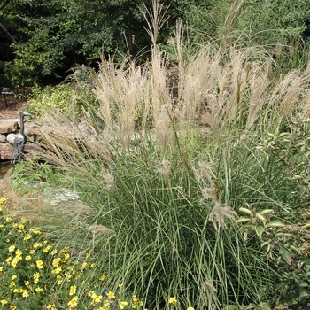 Miscanthus sinensis 'Central Park'