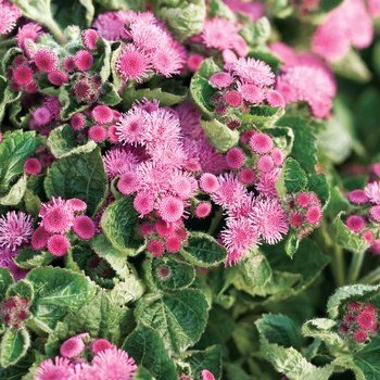 Ageratum houstonianum 'Rosea' 