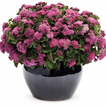 Ageratum houstonianum Artist® 'Rosea'