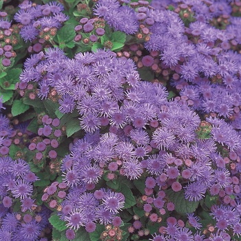 Ageratum houstonianum 'Agsantis' PP15289, Can 2050