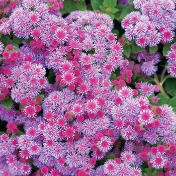 Ageratum houstonianum 'Blue Violet' US. 17,721 & Can. 2569