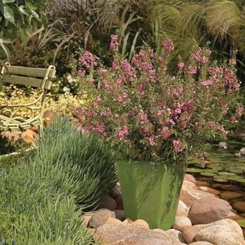 Angelonia Angelface® 'Perfectly Pink'
