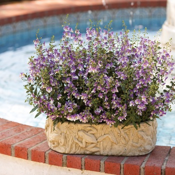 Angelonia 'Wedgwood Blue' 