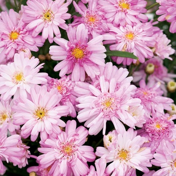 Argyranthemum frutescens Molimba® 'Mini Frizzle Pink' US. 17,932 & Can. 2772
