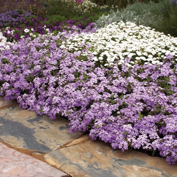 Argyranthemum frutescens Molimba® 'Mini Double White' 18,808