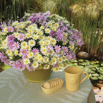 Argyranthemum frutescens 'Mini Yellow' 18,809