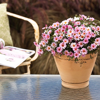 Argyranthemum 'Multiple Varieties' 