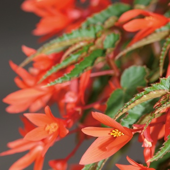 Begonia x tuberhybrida Mandalay™ Mandarin