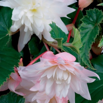 Begonia x tuberhybrida Bellagio™ Blush