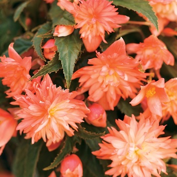 Begonia x tuberhybrida 'Apricot' US. PPAF & Can. PBRAF
