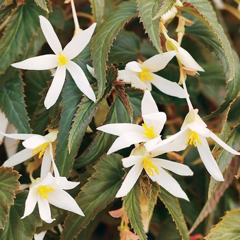 Begonia x tuberhybrida Mandalay™ 'Pearl'