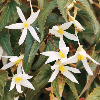 Begonia x tuberhybrida