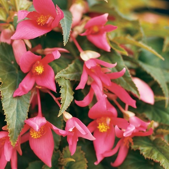 Begonia x tuberhybrida 'Flamingo'