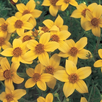 Bidens ferulifolia Solaire® Yellow 'Yellow' US. 17,326 & Can. 2301