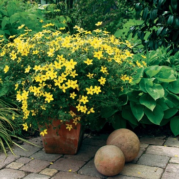 Bidens ferulifolia 'Peter's Gold Carpet'