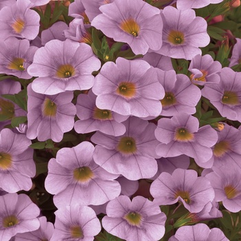 Calibrachoa 'Light Pink' US. 16,324 & Can. 2653