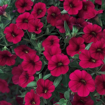 Calibrachoa 'Red' US. 14,847 & Can. 1928