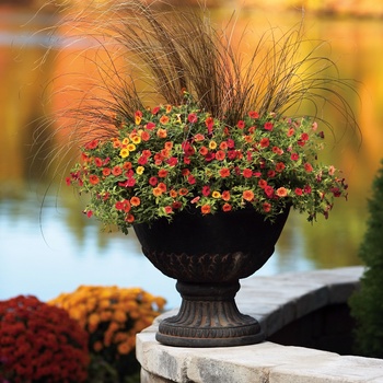 Calibrachoa Superbells® 'Red' (013509)