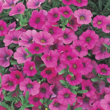 Calibrachoa 