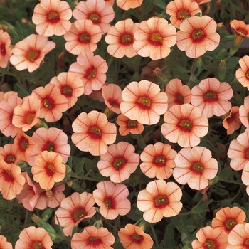 Calibrachoa 'Peach' US. 17,678 & Can. 2870