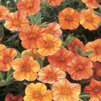 Calibrachoa 