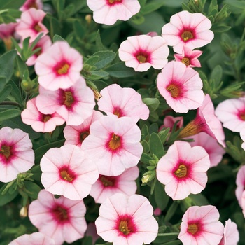 Calibrachoa Superbells® 'Cherry Blossom' (013535)