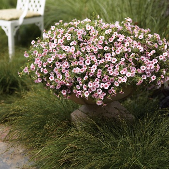 Calibrachoa Superbells® 'Cherry Blossom' (013536)