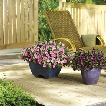 Calibrachoa Superbells® Trailing Plum