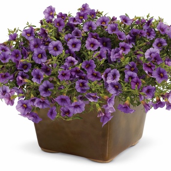 Calibrachoa 