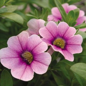 Calibrachoa Superbells® Tickled Pink