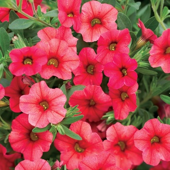 Calibrachoa 'Coralberry Punch™' 22,942 Can 4,381