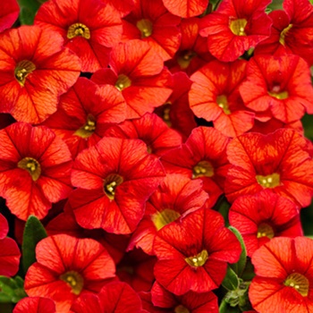 Calibrachoa Superbells® 'Scarlet'