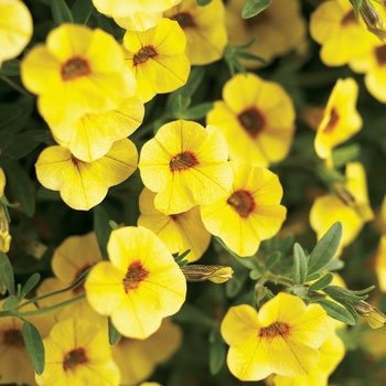 Calibrachoa 'Saffron' US. 19,493 & Can. PBRAF