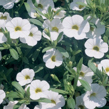 Calibrachoa Superbells® Trailing White