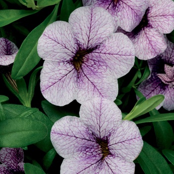 Calibrachoa Superbells® 'Trailing Lilac Mist'
