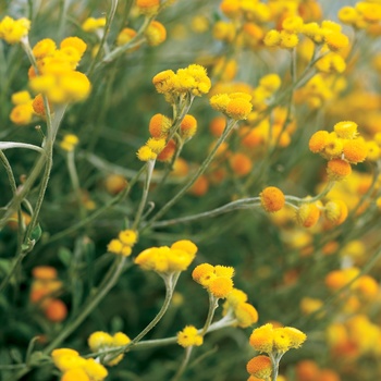 Chrysocephalum apiculatum 'Flambe® Orange'