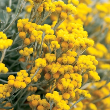 Chrysocephalum apiculatum 'Flambe® Yellow'