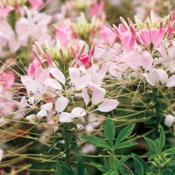 Cleome hassleriana 'Appleblossom'