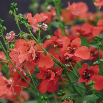 Diascia Flying Colors™ 'Orange'