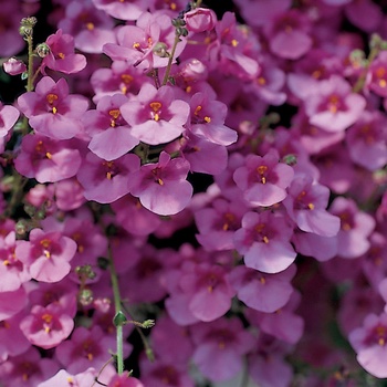 Diascia 'Little Charmer'