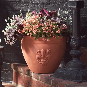 Diascia 'Apricot' US. 17017 & Can. 2446