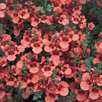 Diascia Flying Colors™ 'Coral' US. 13,950 & Can. 2055